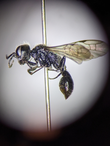 Shuckard's Wasp