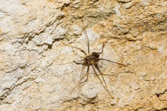 Dolichopoda