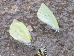 Leptophobia diaguita