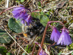 Bombus wurflenii