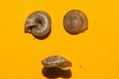 Aegopis gemonensis