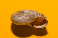 Campylaea illyrica
