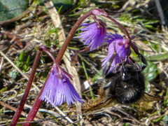 Bombus wurflenii
