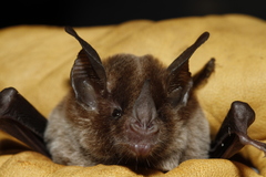 Trinycteris nicefori