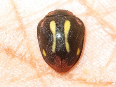 Epilachna emerita