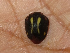 Epilachna emerita
