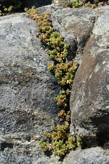 Sedum