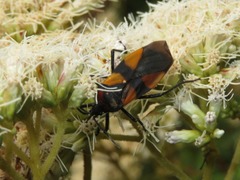 Oncopeltus orourkeae