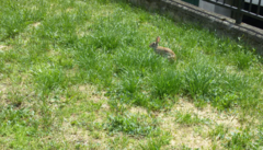 Oryctolagus cuniculus