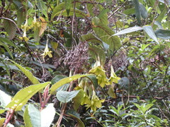Echiteae