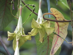Echiteae