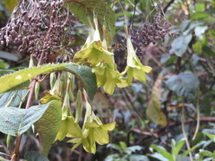 Echiteae