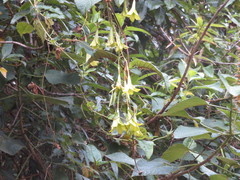 Echiteae