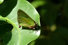 Cyanophrys