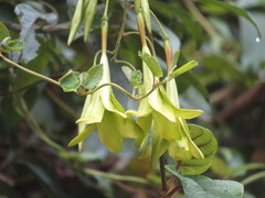 Echiteae