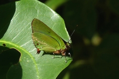 Cyanophrys