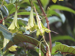 Echiteae