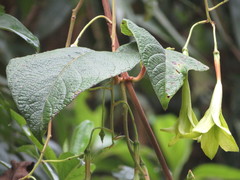 Echiteae