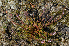 Calluna vulgaris