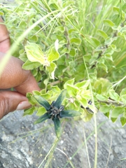 Brachystelma gerrardii
