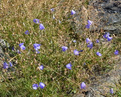 Campanula rotundifolia