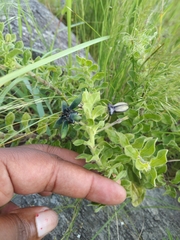 Brachystelma gerrardii