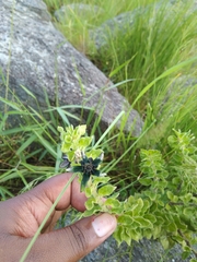 Brachystelma gerrardii