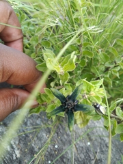 Brachystelma gerrardii