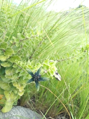 Brachystelma gerrardii