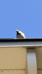 Passer domesticus