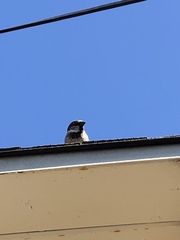 Passer domesticus