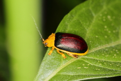 Paranaita bilimbata