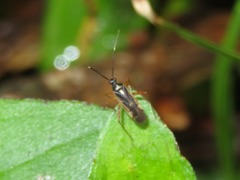 Garganus vilcanisensis