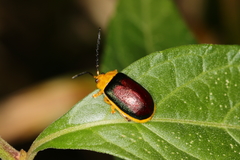 Paranaita bilimbata