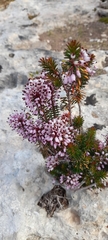 Erica multiflora