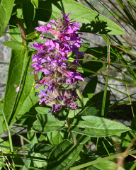 Lythrum salicaria