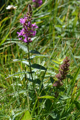 Lythrum salicaria