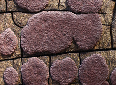 Hypoxylon vogesiacum