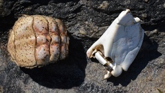 Cancer pagurus