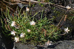 Armeria maritima