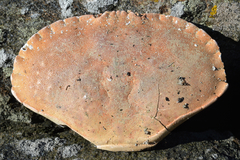 Cancer pagurus
