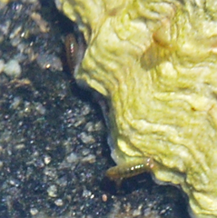 Arthropoda