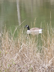 Branta canadensis