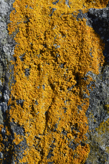 Lecanoromycetes
