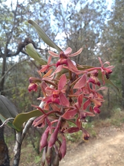 Epidendrum radioferens