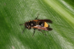 Brachygastra lecheguana