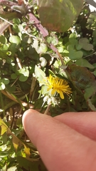 Taraxacum