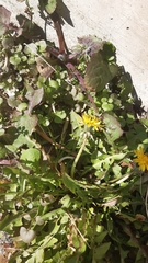 Taraxacum