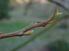 Pterostyrax psilophyllus