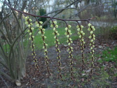 Stachyurus chinensis